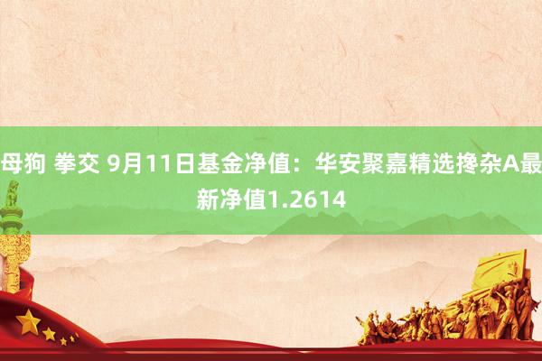 母狗 拳交 9月11日基金净值：华安聚嘉精选搀杂A最新净值1.2614